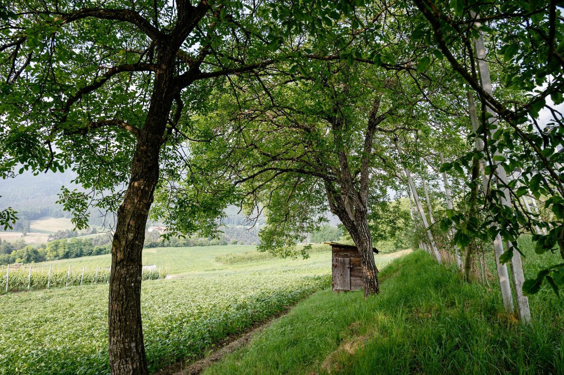 Agritur Maso Alle Rose B&B E Restaurant Balbido-rango 外观 照片